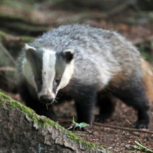 Zoogdieren overig