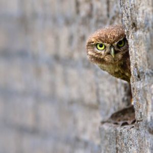 Uilen en Roofvogels